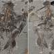 Image for article titled Behold The Oldest Known Relative Of Modern Birds